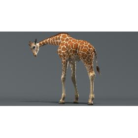 3D Giraffe (Rigged) model
